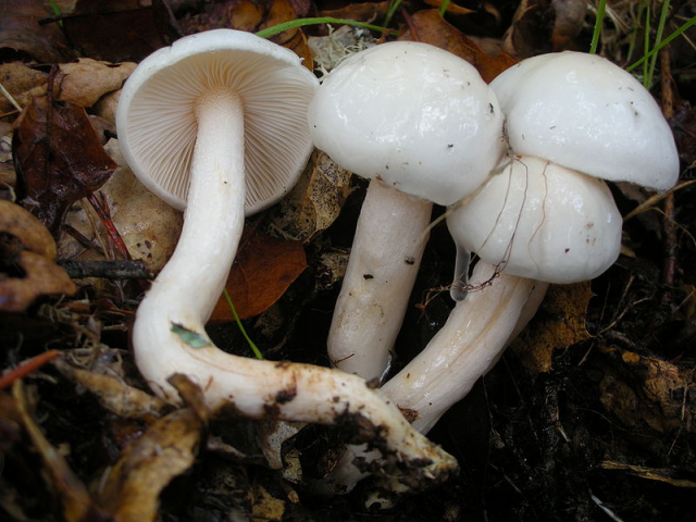 Мицелий Гигрофора белого / Гигрофор желтовато-белый (Hygrophorus eburneus)